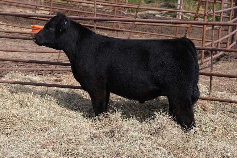 MIDCONTINENT TAG 56 STEER