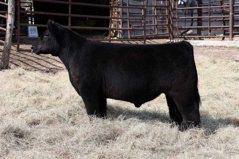 MIDCONTINENT TAG 26 STEER
