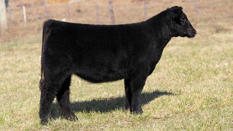 ULERICK TAG 10 HEIFER