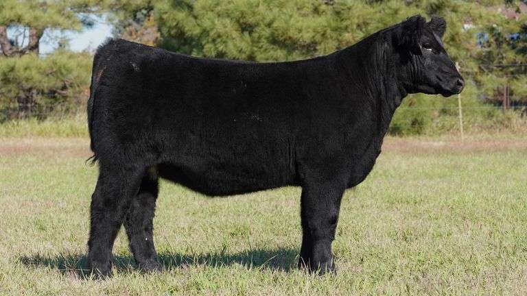 CORNELIUS TAG 3 HEIFER