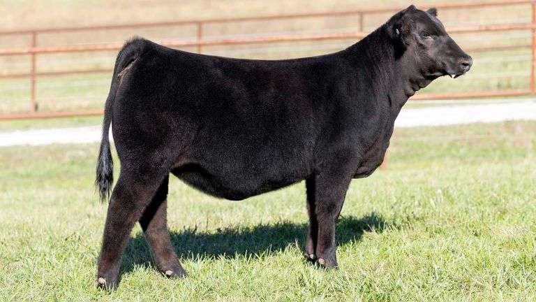 KITCHELL TAG 16 HEIFER