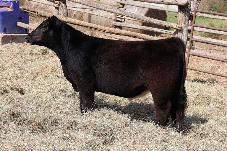 MIDCONTINENT TAG 54 STEER