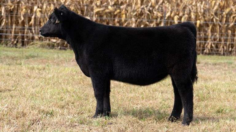 ARMSTRONG/BISINGER TAG 221 HEIFER