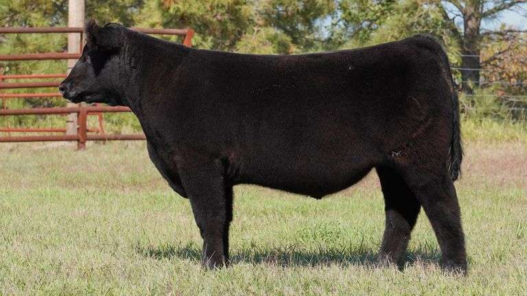 CORNELIUS TAG 18 STEER