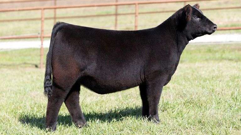 KITCHELL TAG 18 HEIFER