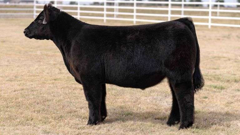CORE 4 TAG 6 STEER