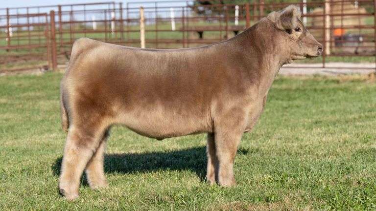 FERGUSON TAG 182 STEER