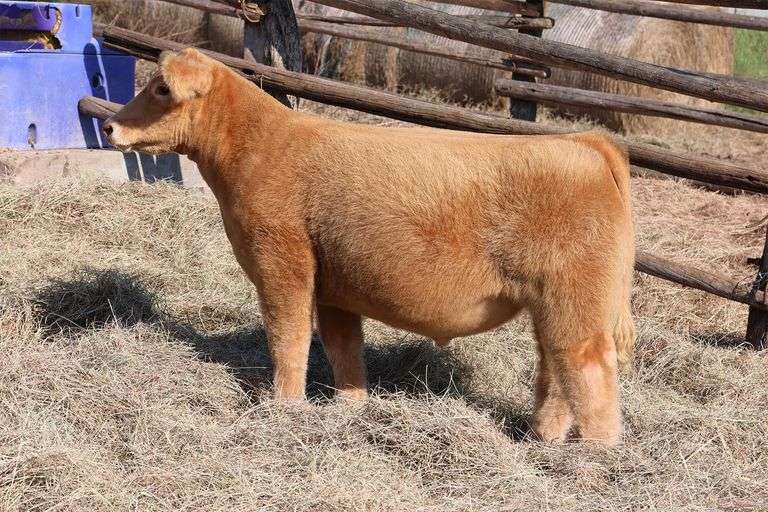 MIDCONTINENT TAG 7 STEER