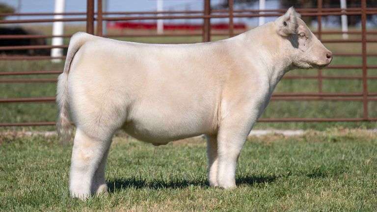 FERGUSON TAG 105 STEER