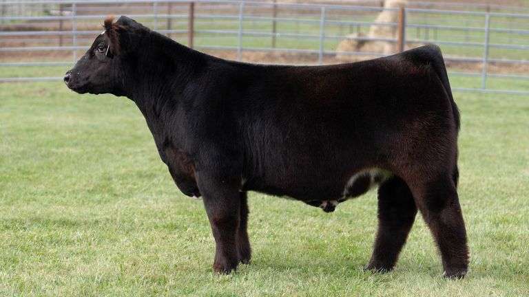 ENGLAND TAG 17 STEER