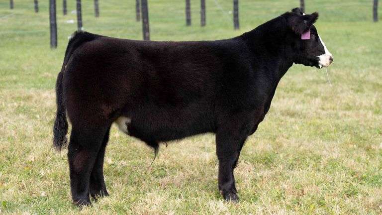 GEFFERT TAG 34 STEER