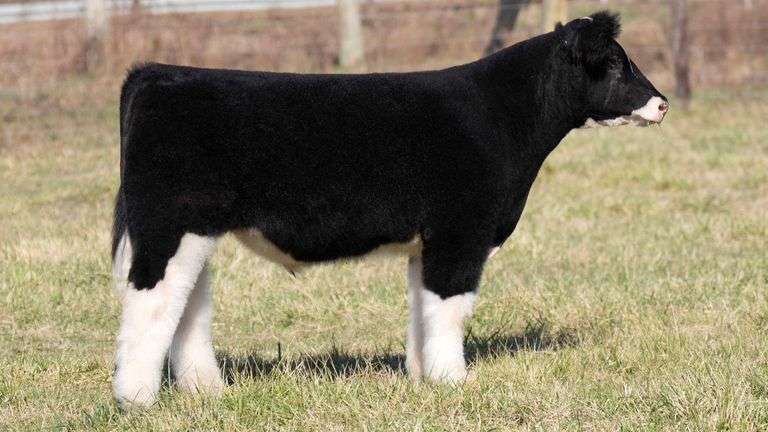 ULERICK TAG 12 STEER