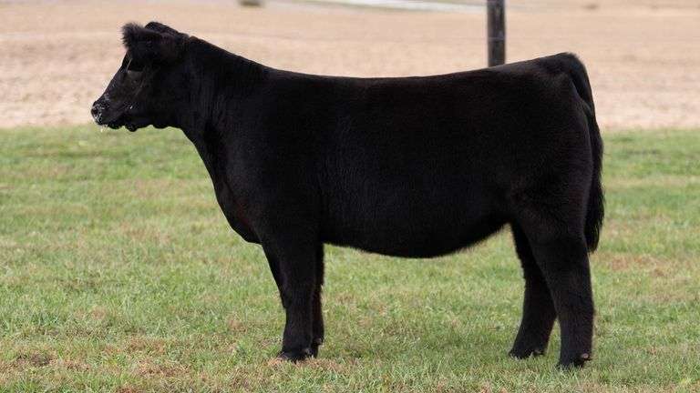 WILSON TAG 48 HEIFER