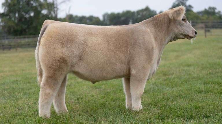 WISS TAG 519 STEER