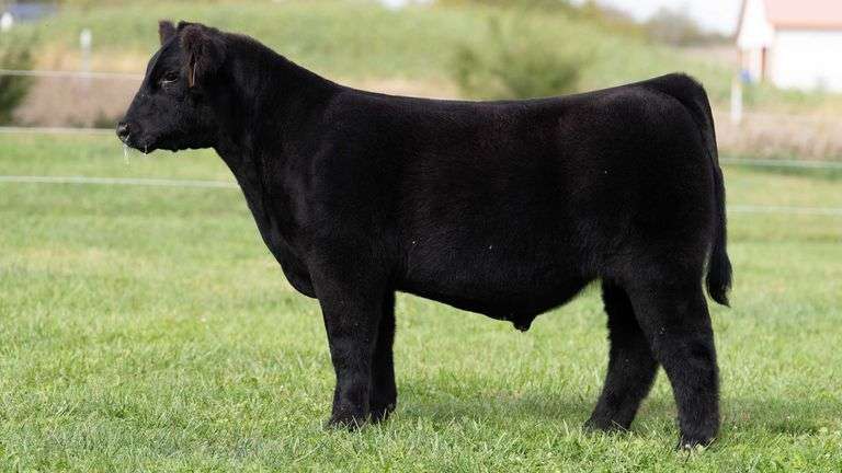 3R TAG 520 STEER