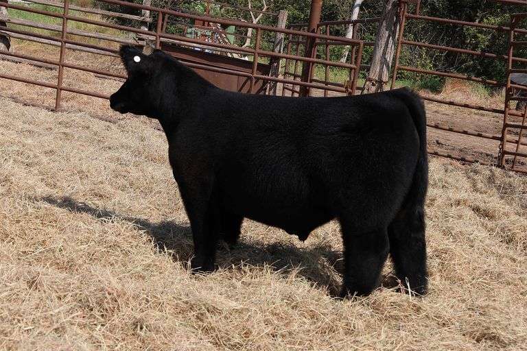 MIDCONTINENT TAG 16 STEER