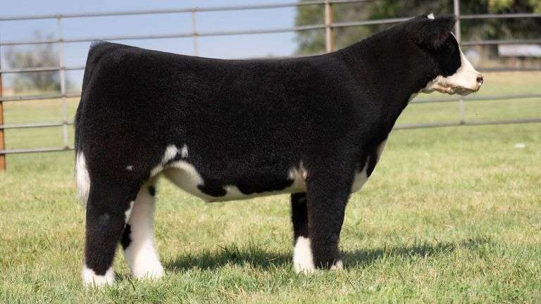 WISS TAG 523 STEER
