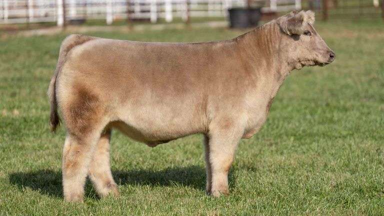 FERGUSON TAG 121 STEER