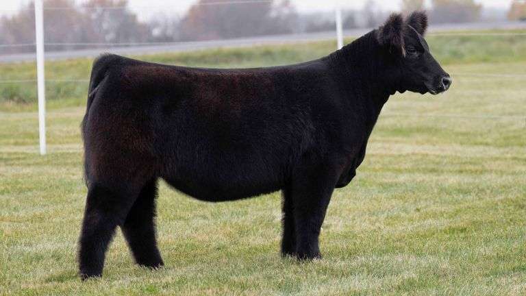 LORENTZ TAG 47 HEIFER