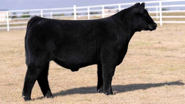 CORE 4 TAG 7 STEER
