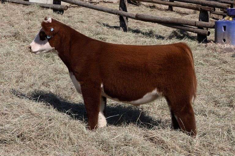 MIDCONTINENT TAG 41 STEER