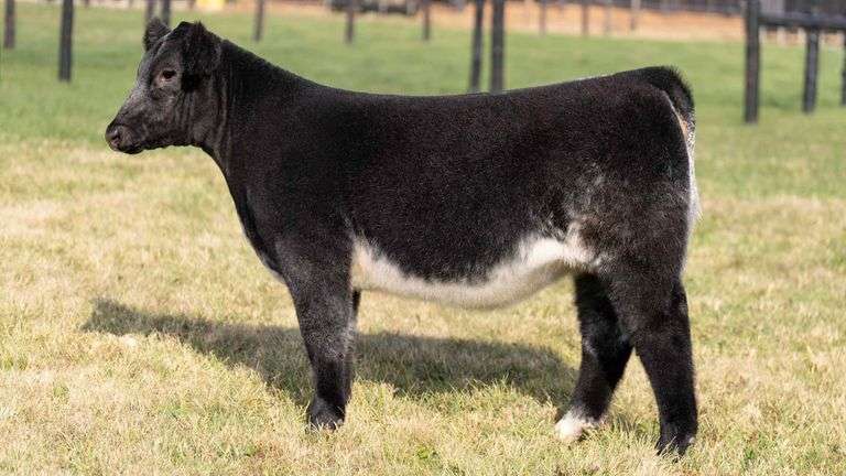 GEFFERT TAG NT HEIFER