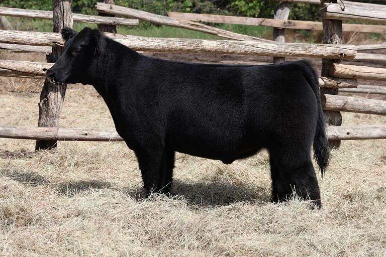 MIDCONTINENT TAG 3 STEER