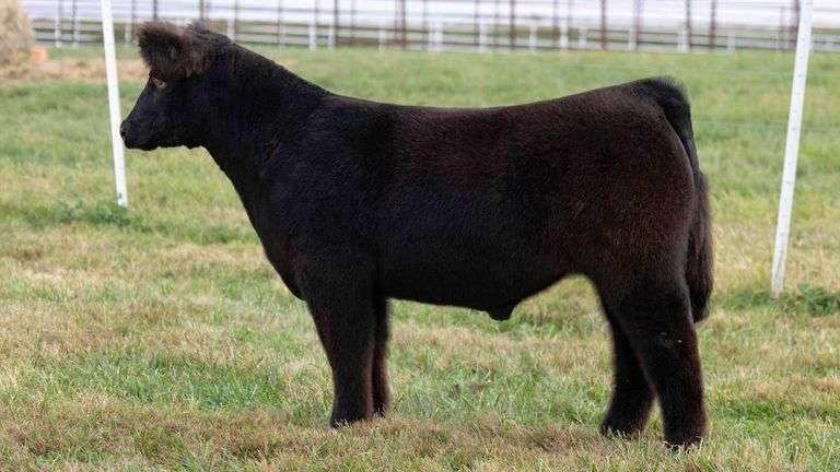 FERGUSON TAG 119 STEER