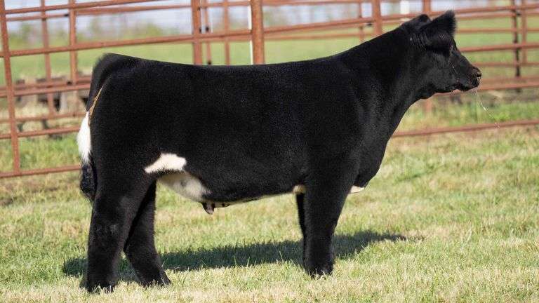 FERGUSON TAG 130 STEER