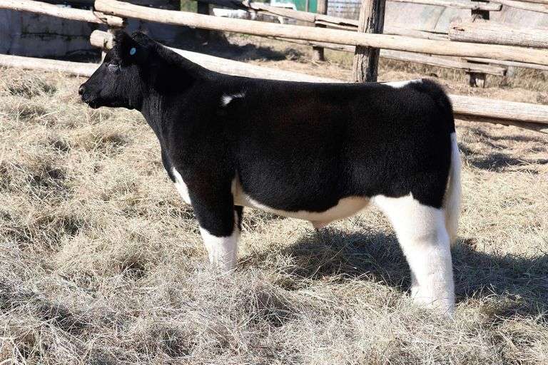 MIDCONTINENT TAG 49 STEER