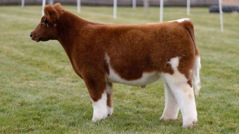 LORENTZ TAG 32 STEER