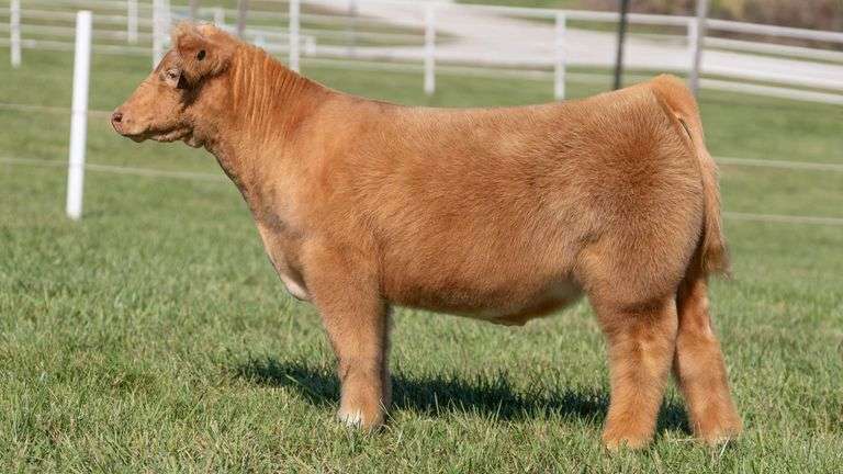 GORETSKA TAG 40 STEER