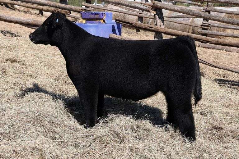 MIDCONTINENT TAG 15 STEER