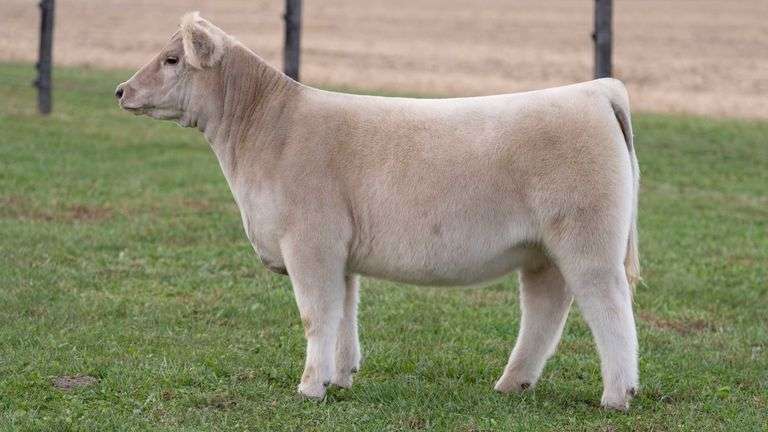 WILSON TAG 40 HEIFER