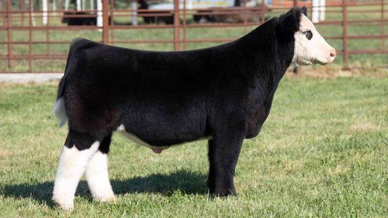 FERGUSON TAG 141 STEER