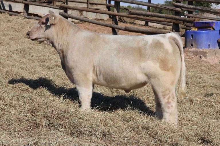 MIDCONTINENT TAG 55 STEER