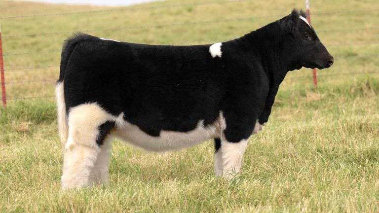 BIXLER TAG 10 HEIFER