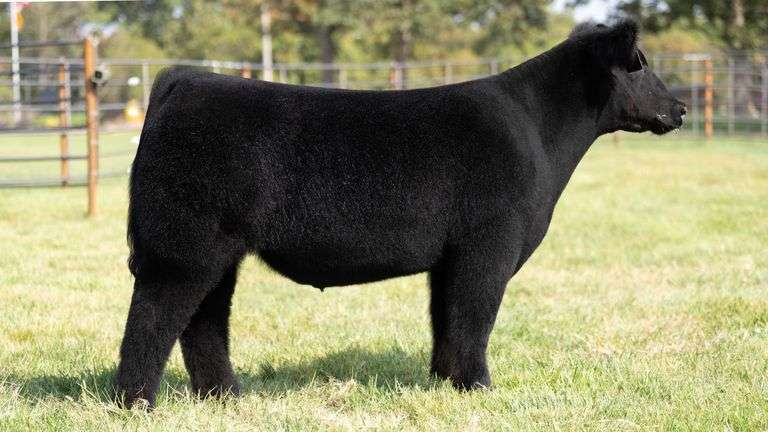 WISS TAG 502 STEER