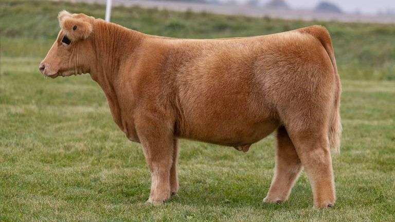 LORENTZ TAG 46 STEER