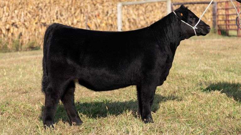 ARMSTRONG/BISINGER TAG 208 HEIFER