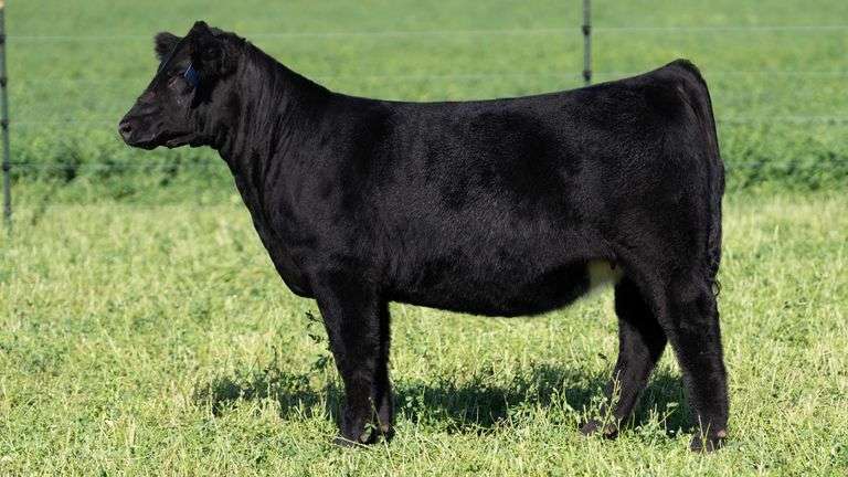 BLUEPRINT TAG 8 - MAINETAINER/LOW CHI HEIFER