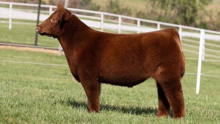 GORETSKA TAG 3 STEER
