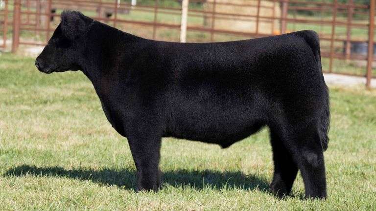 FERGUSON TAG 150 STEER