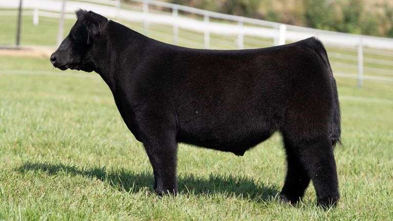 GORETSKA TAG 18 STEER