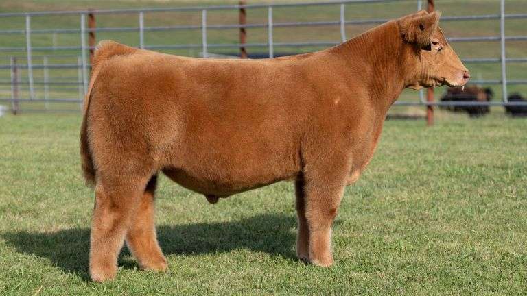 ENGLAND TAG 3 STEER