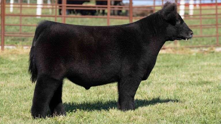 FERGUSON TAG 155 STEER