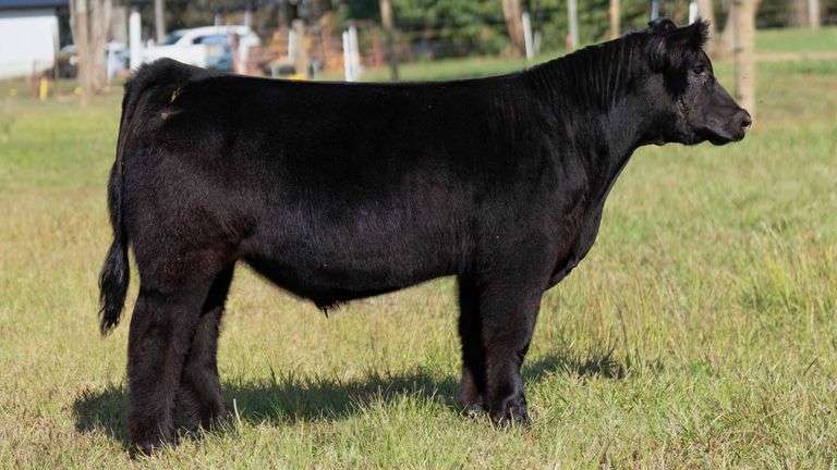 POTTER TAG 6 STEER