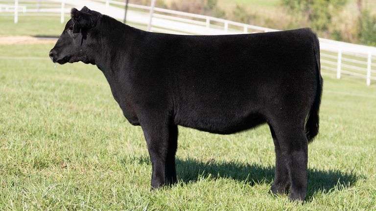 NORRIS GORETSKA TAG 505 ANGUS HEIFER