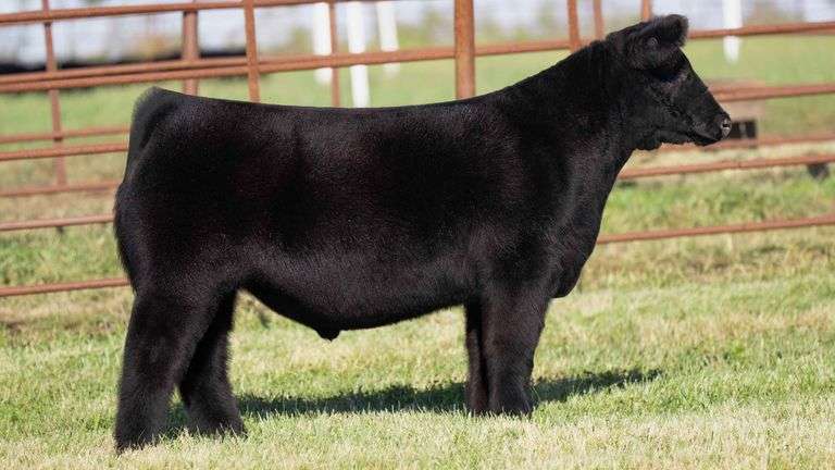 FERGUSON TAG 160 STEER