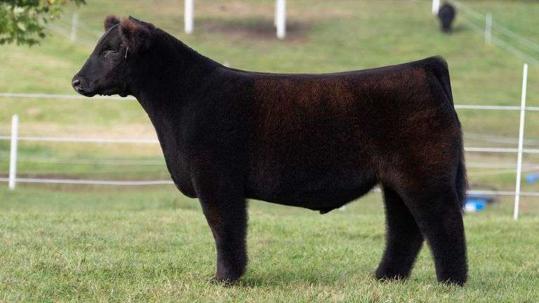 GORETSKA TAG 36 STEER